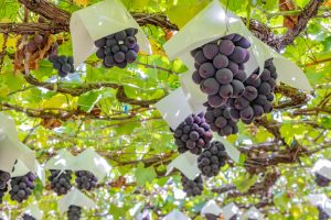 秋田県の秋の味覚&果物狩りスポット5選!ぶどう狩り・梨狩り・りんご狩りなど