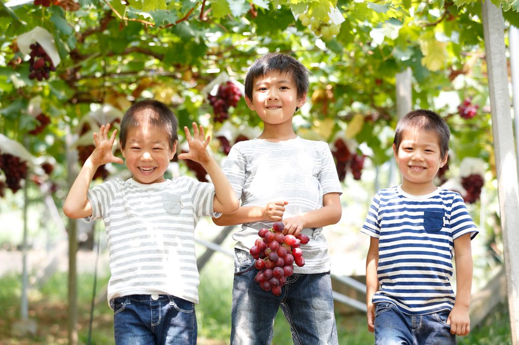 ぶどう狩りイメージ