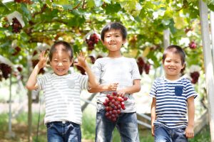 新潟県の秋の味覚&果物狩りスポット7選!ぶどう狩り・梨狩りなど