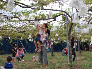 佐賀県の秋の味覚&果物狩りスポット7選!ぶどう狩り・梨狩り・りんご狩りなど