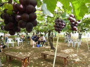 福島県の秋の味覚&果物狩りスポット11選!ぶどう狩り・梨狩り・りんご狩りなど