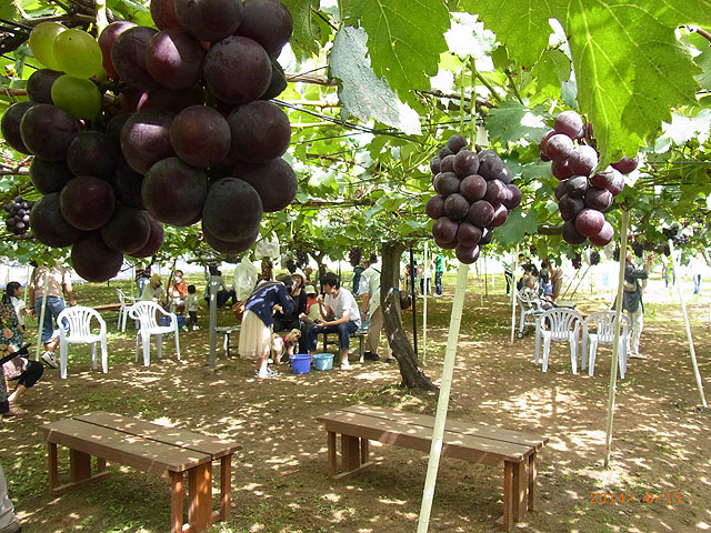 福島県の秋の味覚&果物狩りスポット11選！ぶどう狩り・梨狩り・りんご狩りなど
