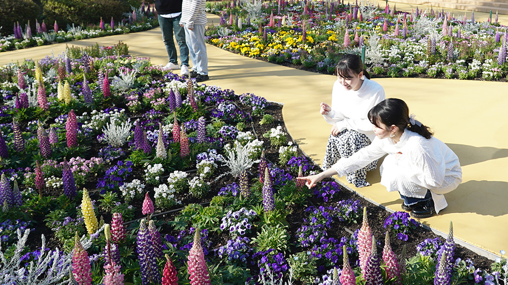 花壇の花々/HANA・BIYORI（東京都/稲城市）