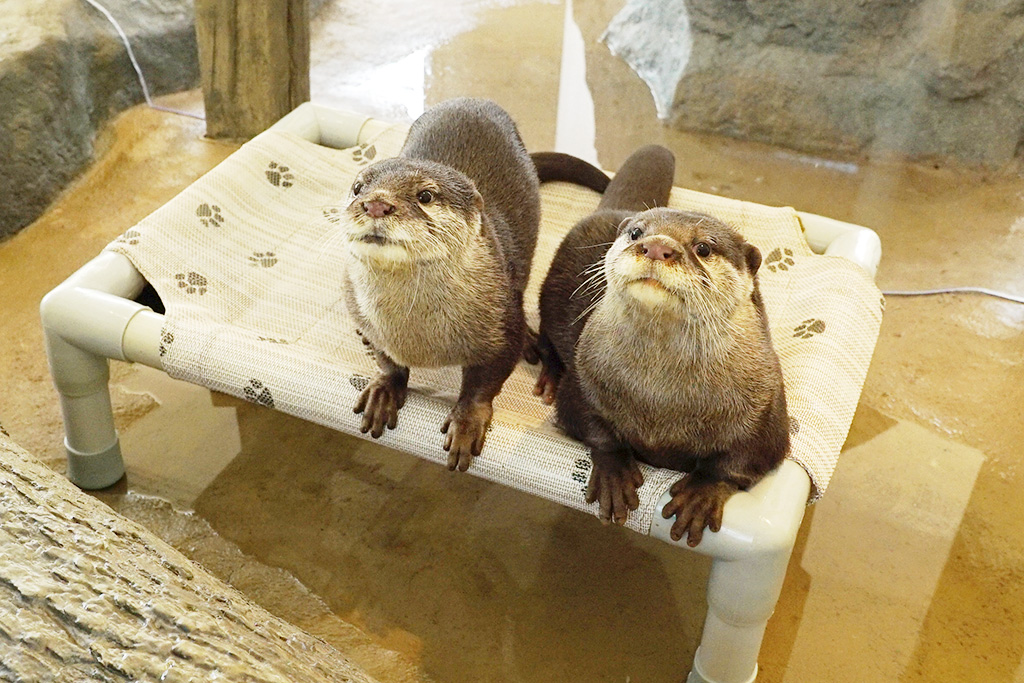 大人気のコツメカワウソ/HANA・BIYORI（東京都/稲城市）