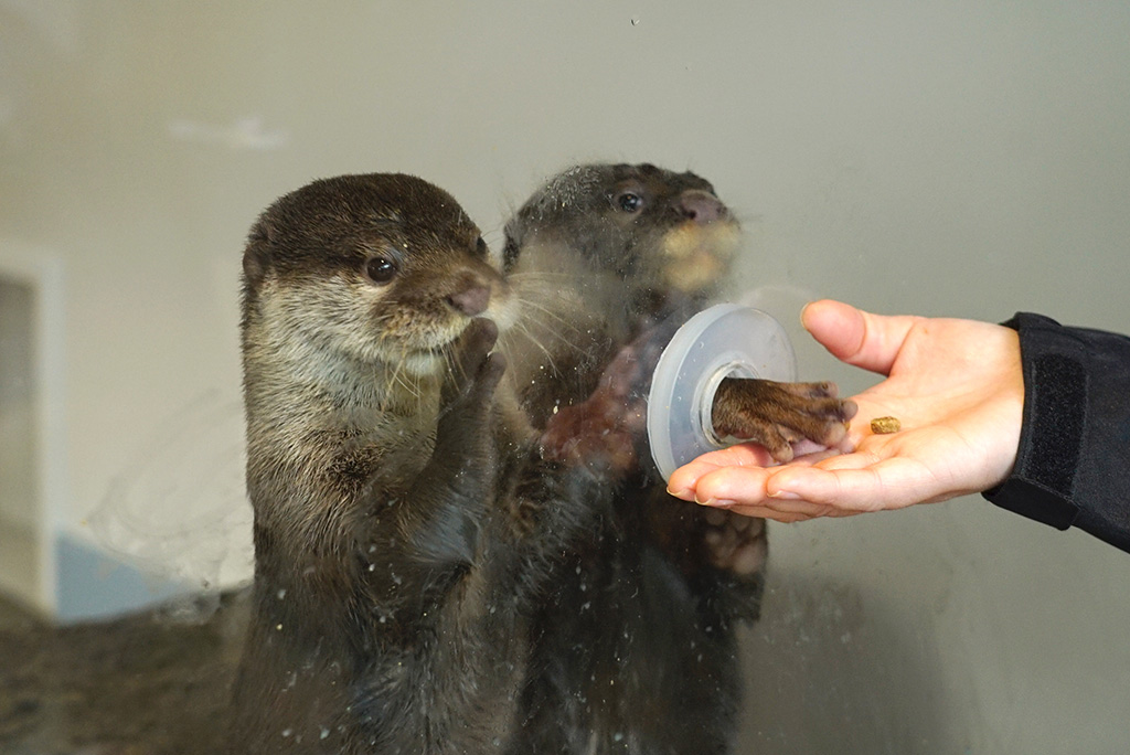 コツメカワウソ/HANA・BIYORI（東京都/稲城市）