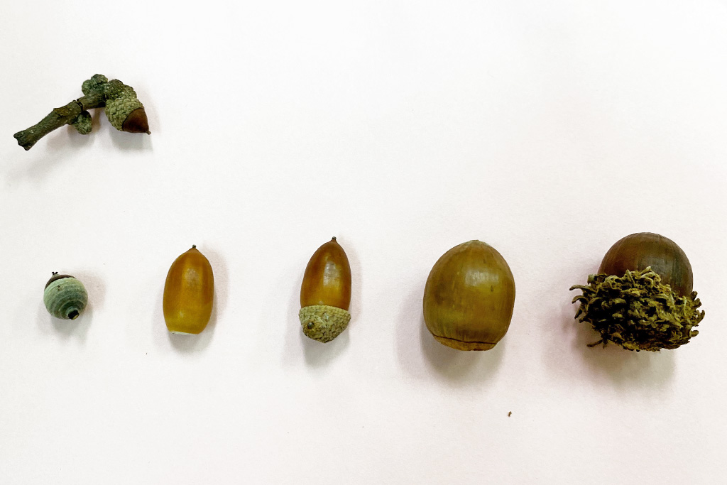 いろんな形のどんぐり