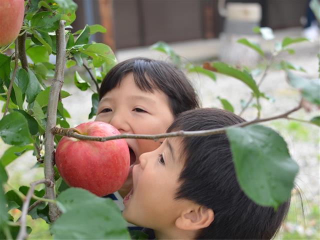 群馬県の秋の味覚&果物狩りスポット15選！ぶどう狩り・梨狩り・りんご狩りなど