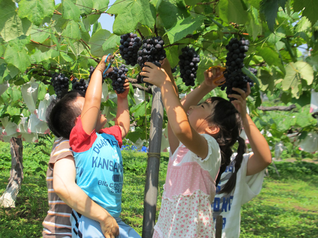 秩父・長瀞の秋の味覚&果物狩りスポット6選！ぶどう狩り・芋掘りなど