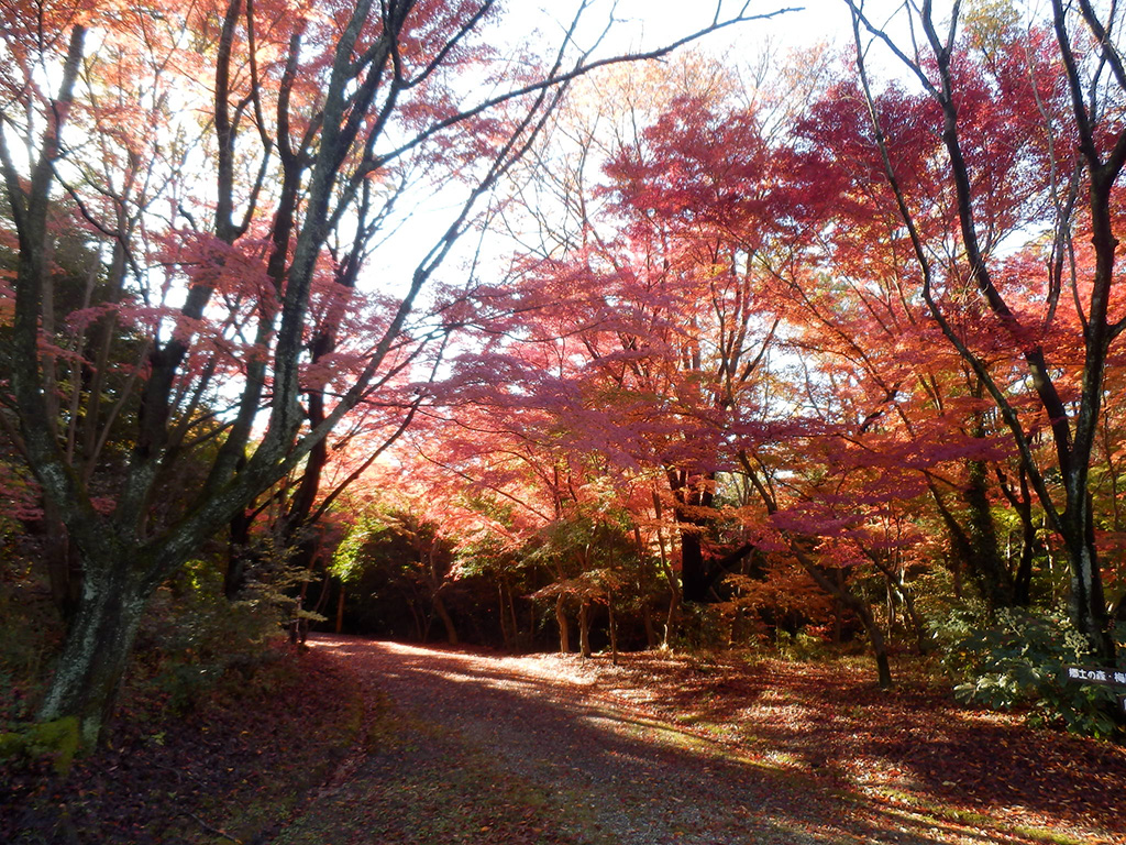 愛知県森林公園(愛知県/尾張旭市)