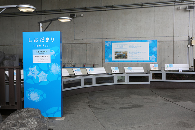 「渚の生物」エリアにある「しおだまり」/東京都葛西臨海水族園(江戸川区)