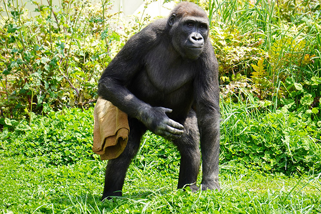 ゴリラの“キヨマサ”/東山動植物園（愛知県/名古屋市）