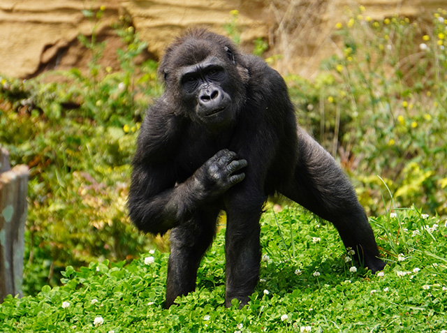 ゴリラの“アニー”/東山動植物園（愛知県/名古屋市）