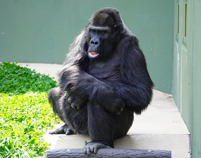 ゴリラの“ネネ”/東山動植物園（愛知県/名古屋市）