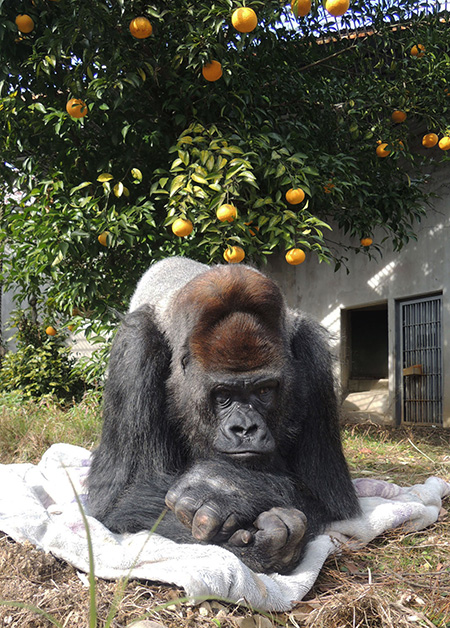 ゴリラの“タロウ”/日本モンキーセンター（愛知県／犬山市）