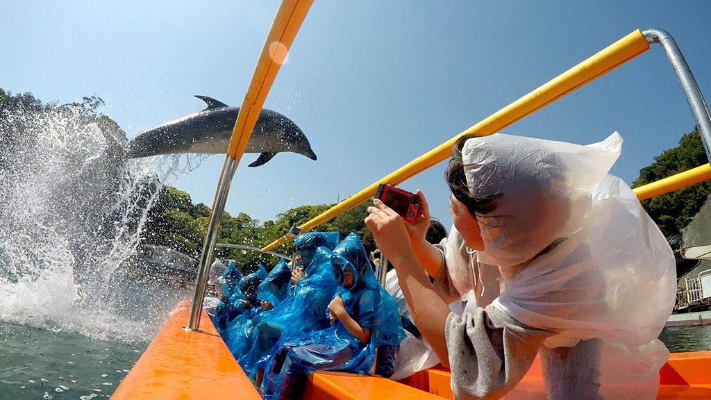 イルカが頭上をジャンプする「アメージング・シート」/下田海中水族館（静岡県/下田市）