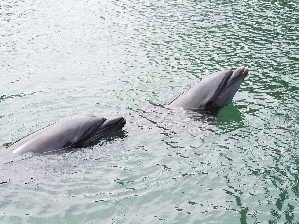 放し飼いされているバンドウイルカ/下田海中水族館（静岡県/下田市）