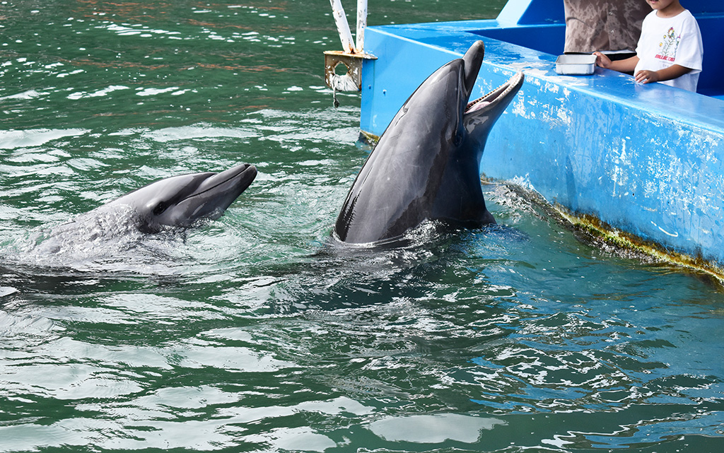 「ドルフィンフィーディング」でイルカに大接近/下田海中水族館（静岡県/下田市）