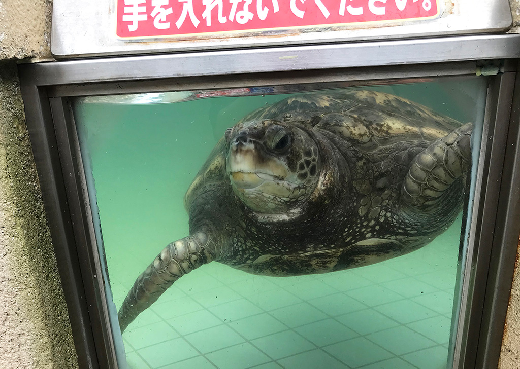 ガラス越しにコチラを見つめるウミガメ/下田海中水族館（静岡県/下田市）