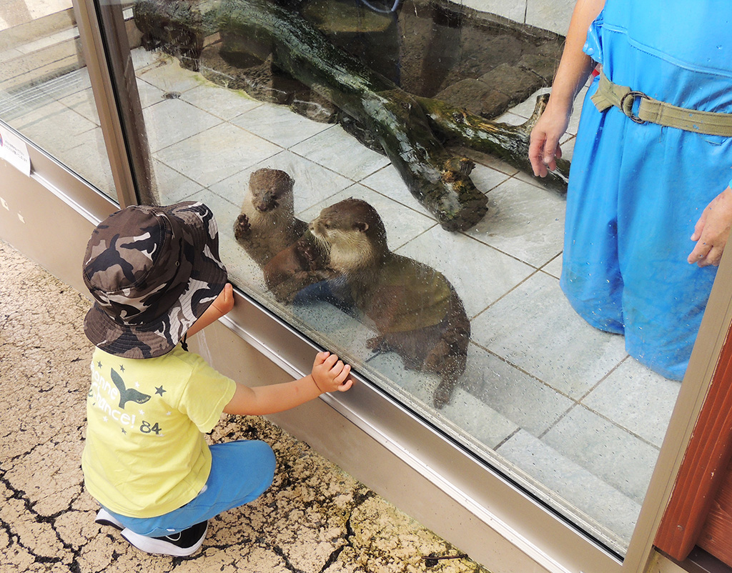 間近まで来てくれたコツメカワウソ/下田海中水族館（静岡県/下田市）