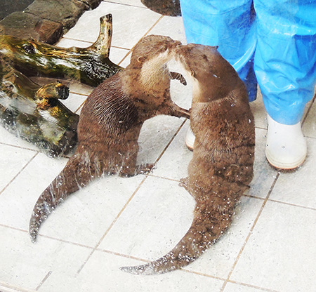 コツメカワウソのキス/下田海中水族館（静岡県/下田市）