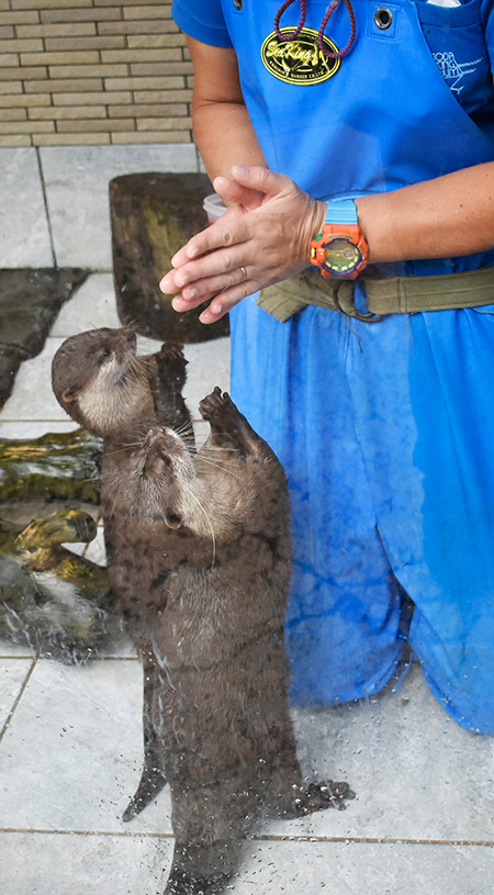 「ごちそうさま」をするコツメカワウソ/下田海中水族館（静岡県/下田市）