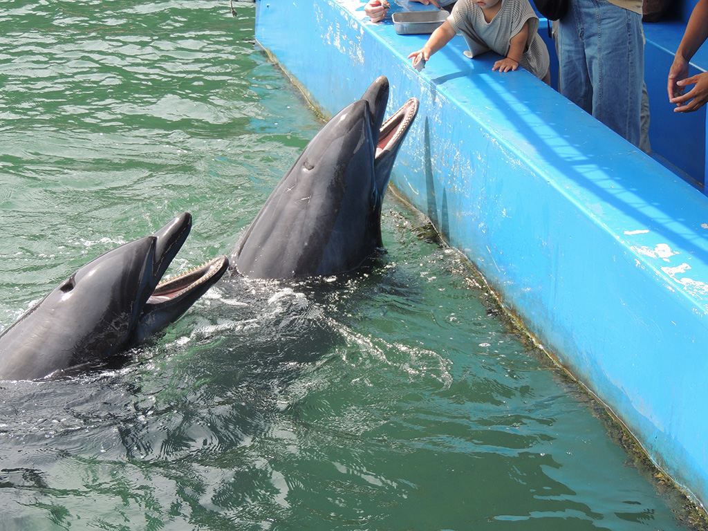 エサをもらうイルカ/下田海中水族館（静岡県/下田市）