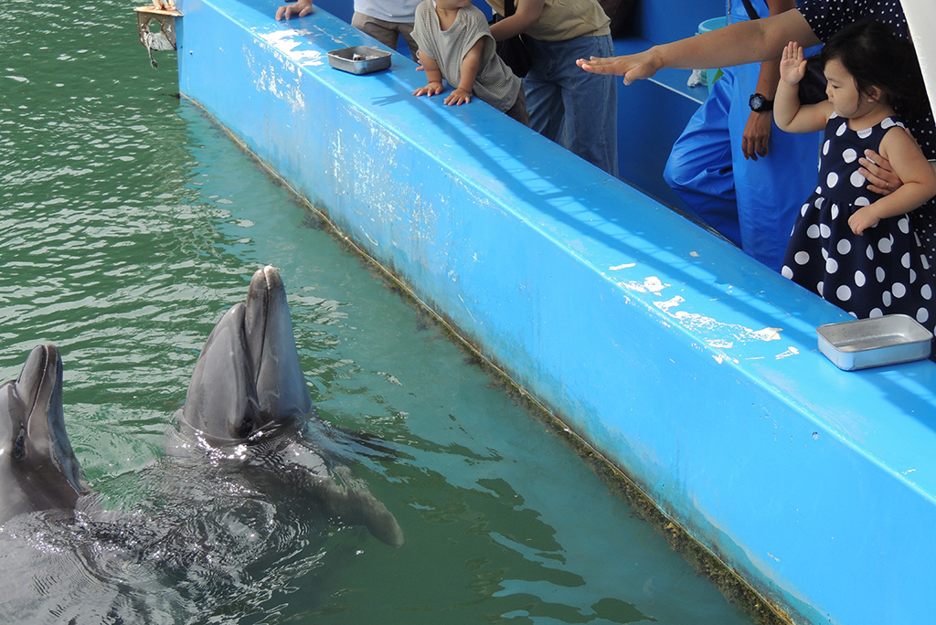 手でイルカがジャンプするように指示/下田海中水族館（静岡県/下田市）