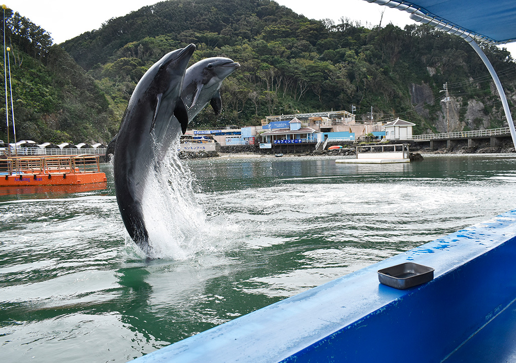 ジャンプをするイルカ/下田海中水族館（静岡県/下田市）