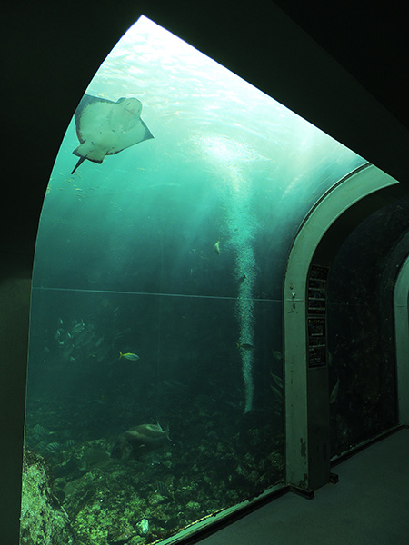 大水槽を横から見られる場所/下田海中水族館（静岡県/下田市）