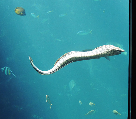 泳いでいるウツボ/下田海中水族館（静岡県/下田市）