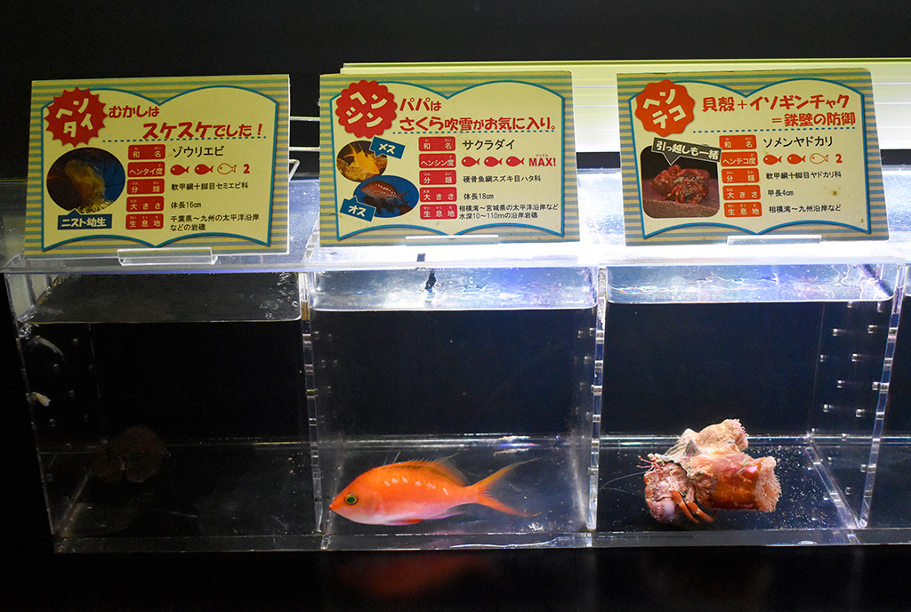 サクラダイやソメンヤドカリなどの解説/下田海中水族館（静岡県/下田市）