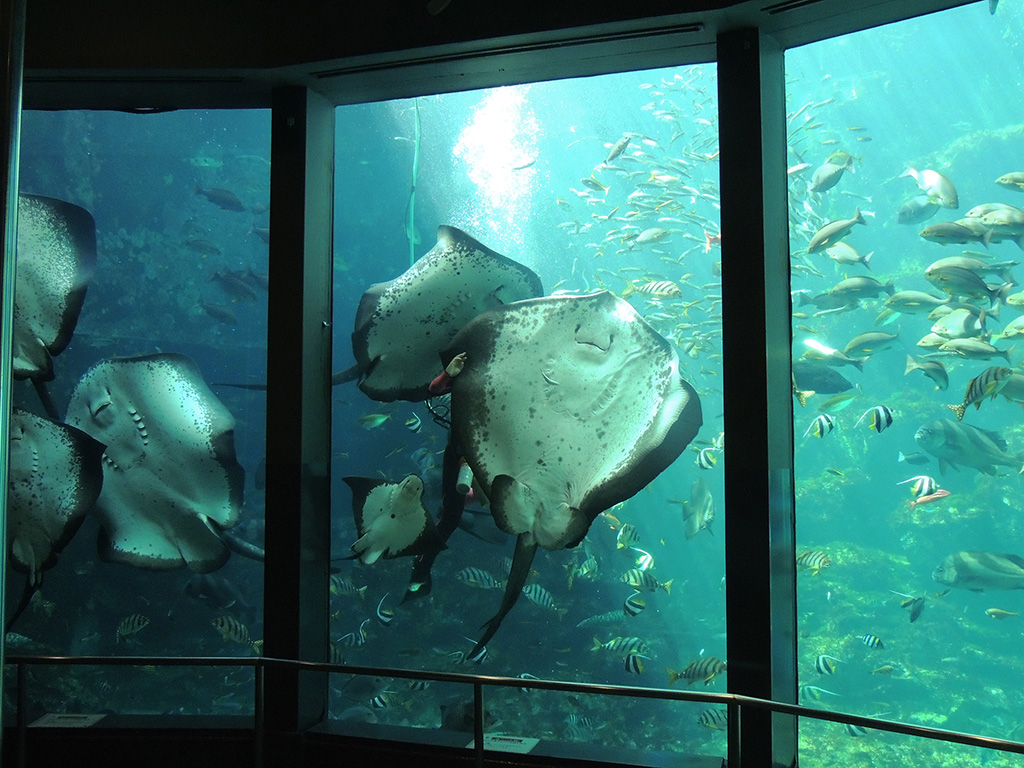 ホシエイが大水槽前面に登場/下田海中水族館（静岡県/下田市）