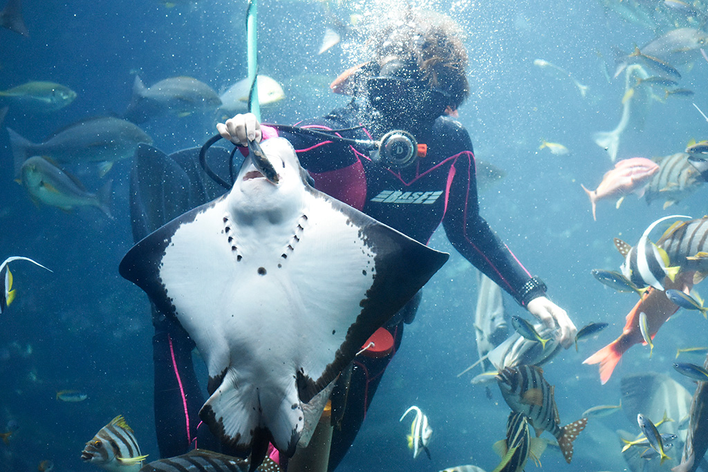 エイたちが餌をもらっている姿/下田海中水族館（静岡県/下田市）