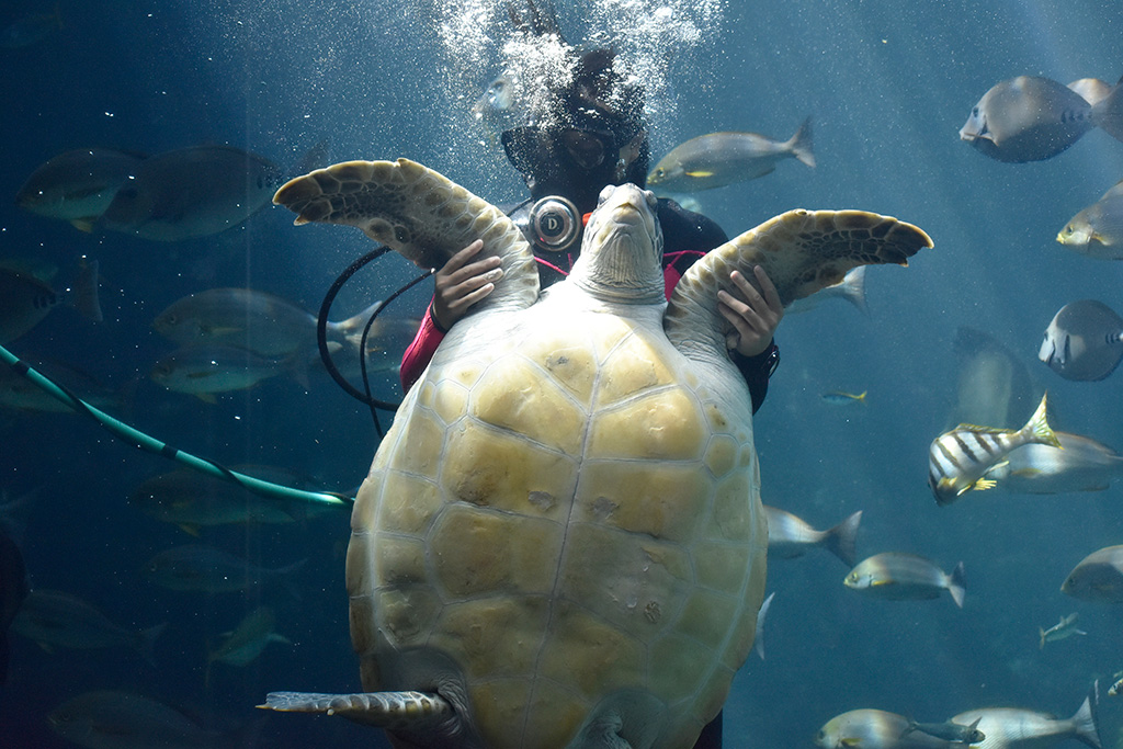 ウミガメのお腹/下田海中水族館（静岡県/下田市）