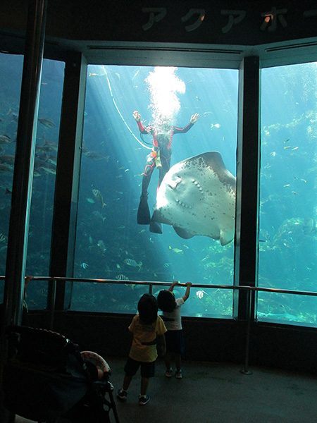 ダイバーさんとホシエイがごあいさつ/下田海中水族館（静岡県/下田市）