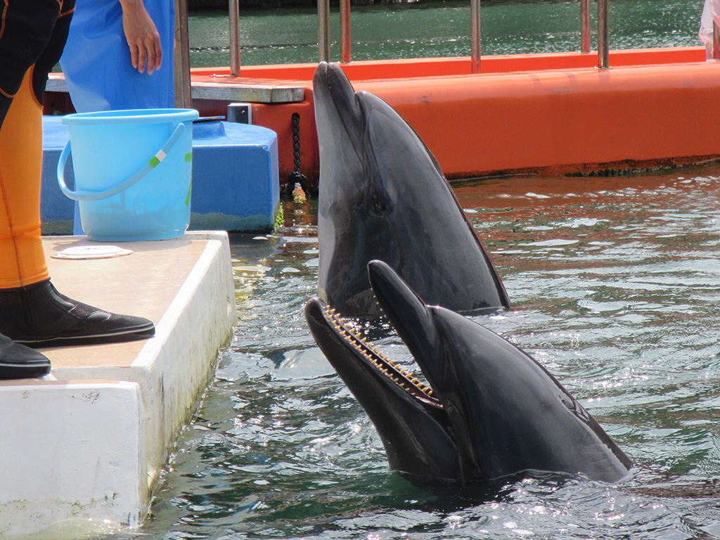 バンドウイルカ/下田海中水族館（静岡県/下田市）