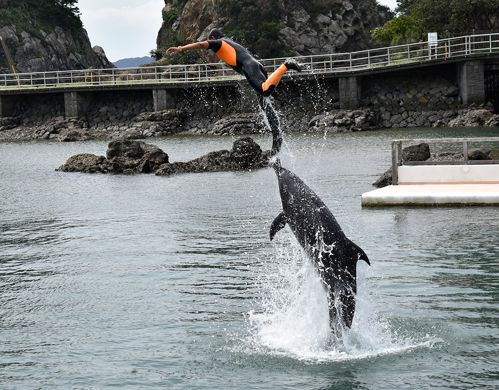ジャンプをするトレーナーさんとイルカ/下田海中水族館（静岡県/下田市）