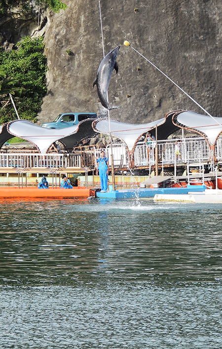 ジャンプをするイルカ/下田海中水族館（静岡県/下田市）