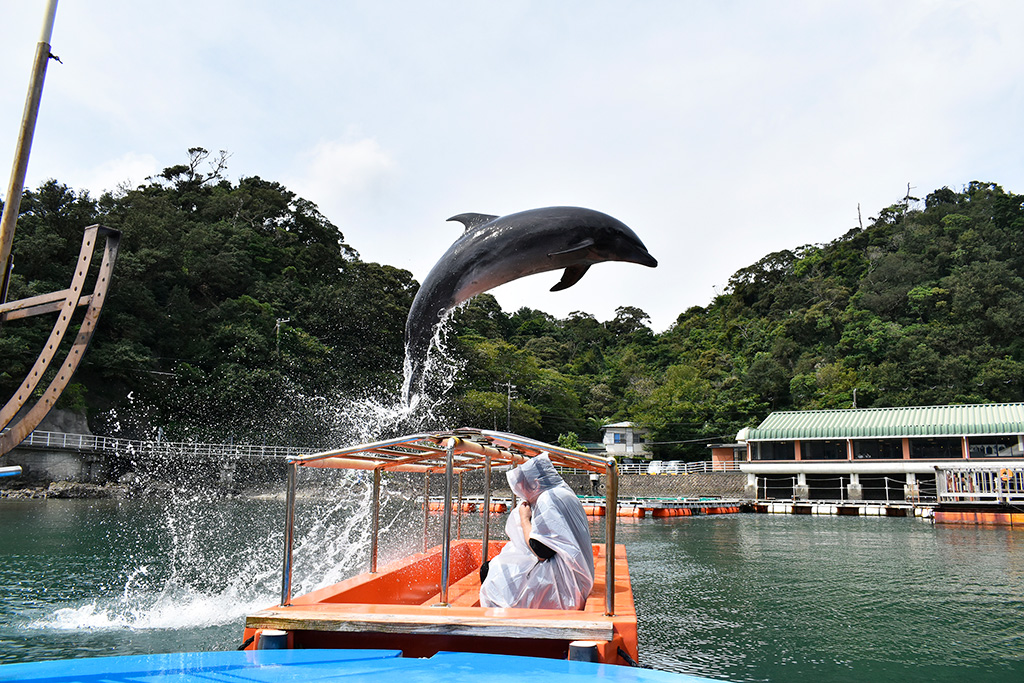 頭上をジャンプするイルカ/下田海中水族館（静岡県/下田市）