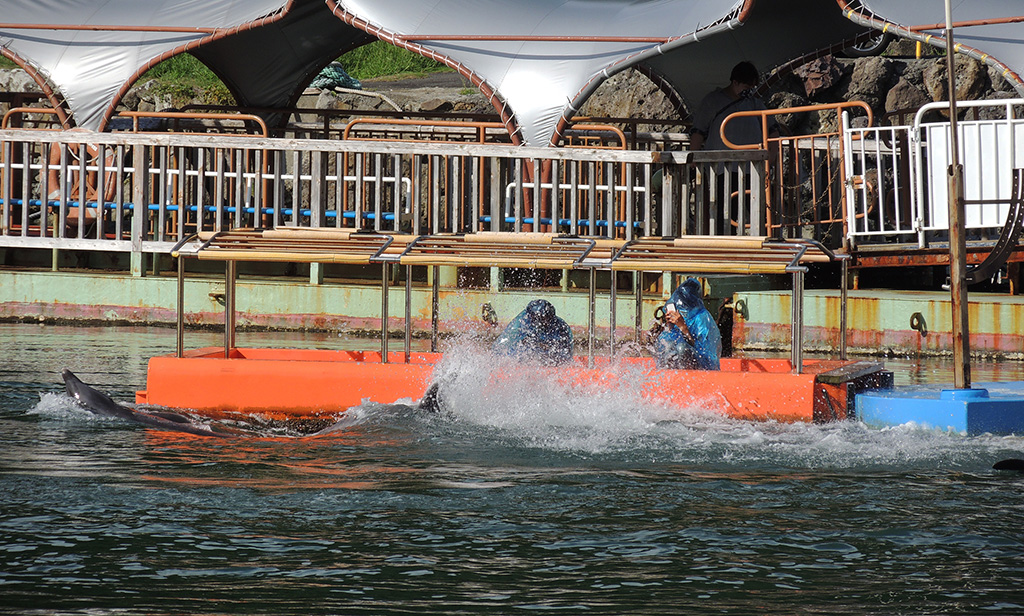 尾ヒレで水しぶきをたてるイルカ/下田海中水族館（静岡県/下田市）