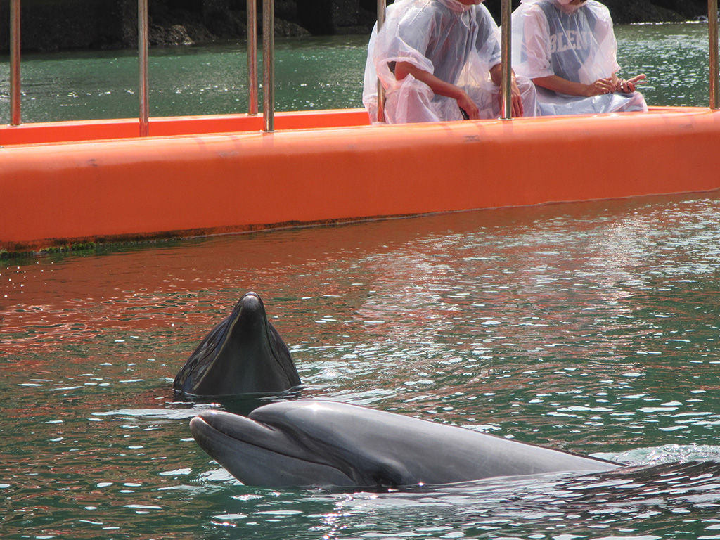 近距離でイルカが見られる/下田海中水族館（静岡県/下田市）