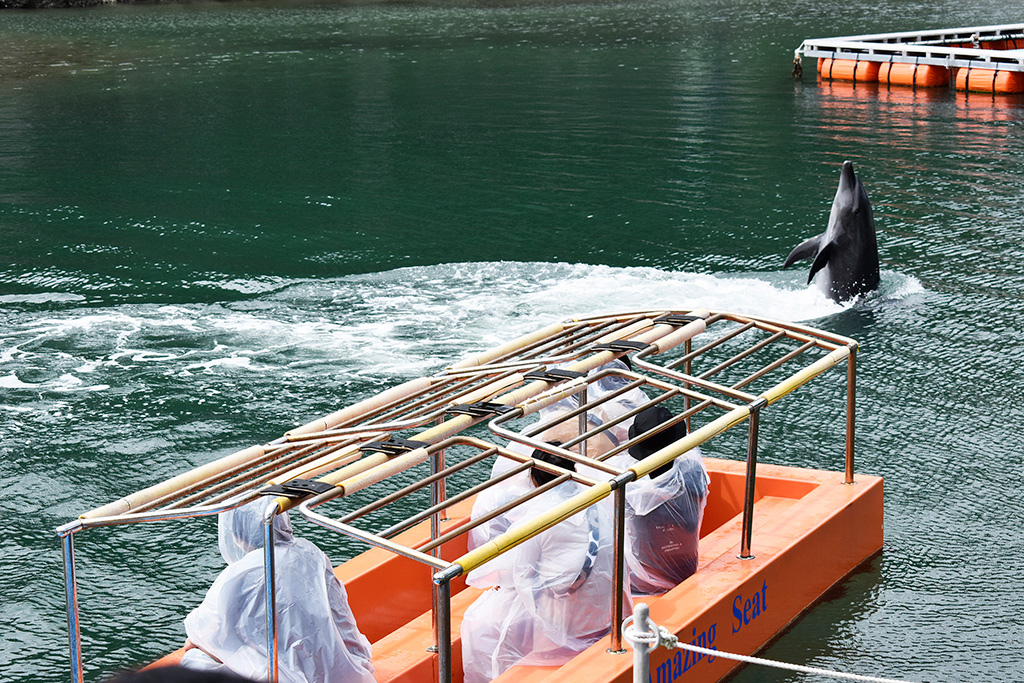 近距離でイルカの妙技を見る様子/下田海中水族館（静岡県/下田市）