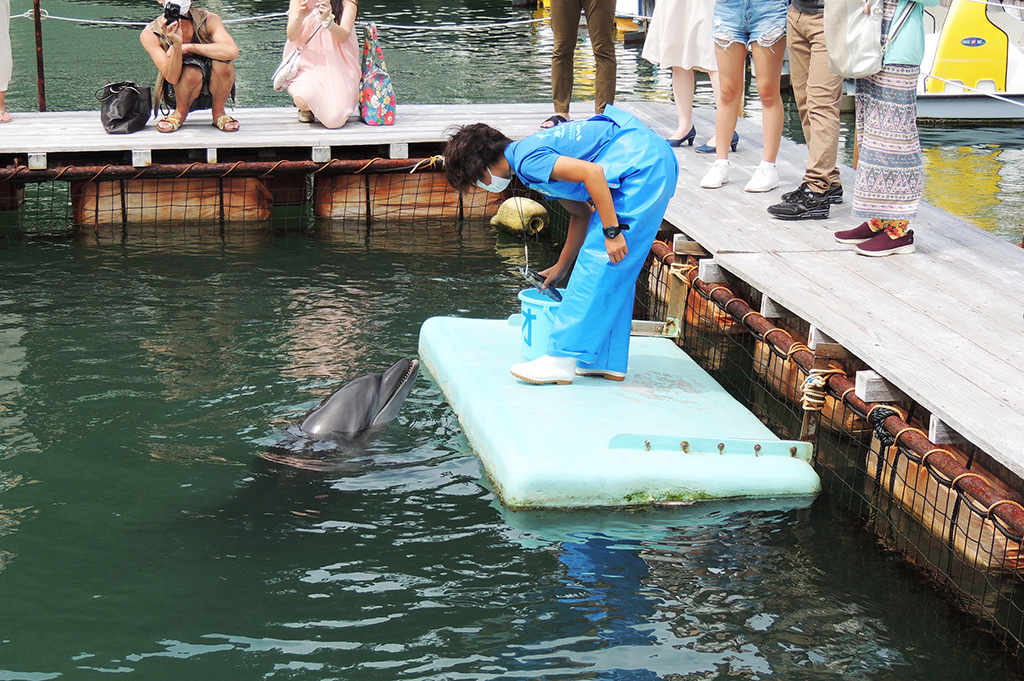 飼育員さんがイルカに餌をあげる様子/下田海中水族館（静岡県/下田市）