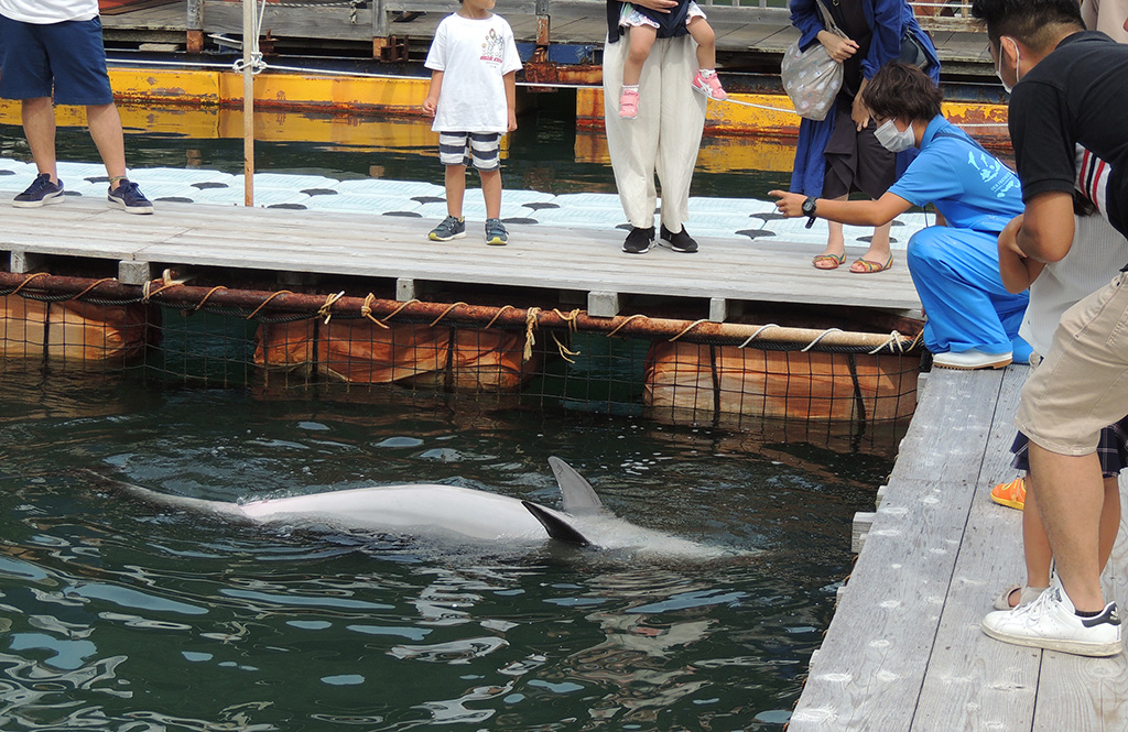 イルカのカラダについての解説をする様子/下田海中水族館（静岡県/下田市）