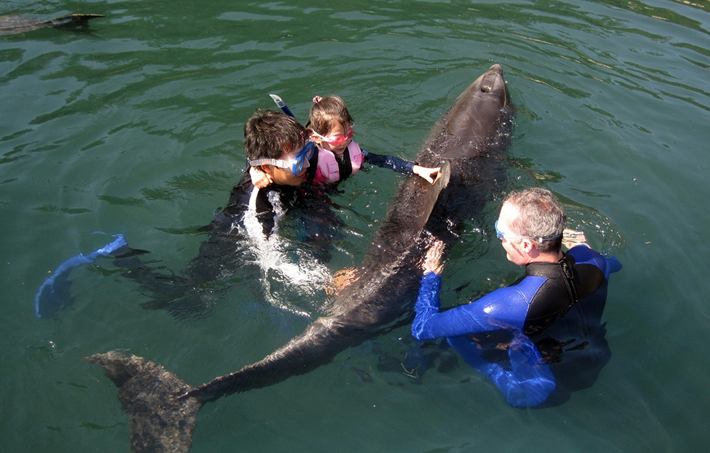 海の中でイルカに触る様子/下田海中水族館（静岡県/下田市）