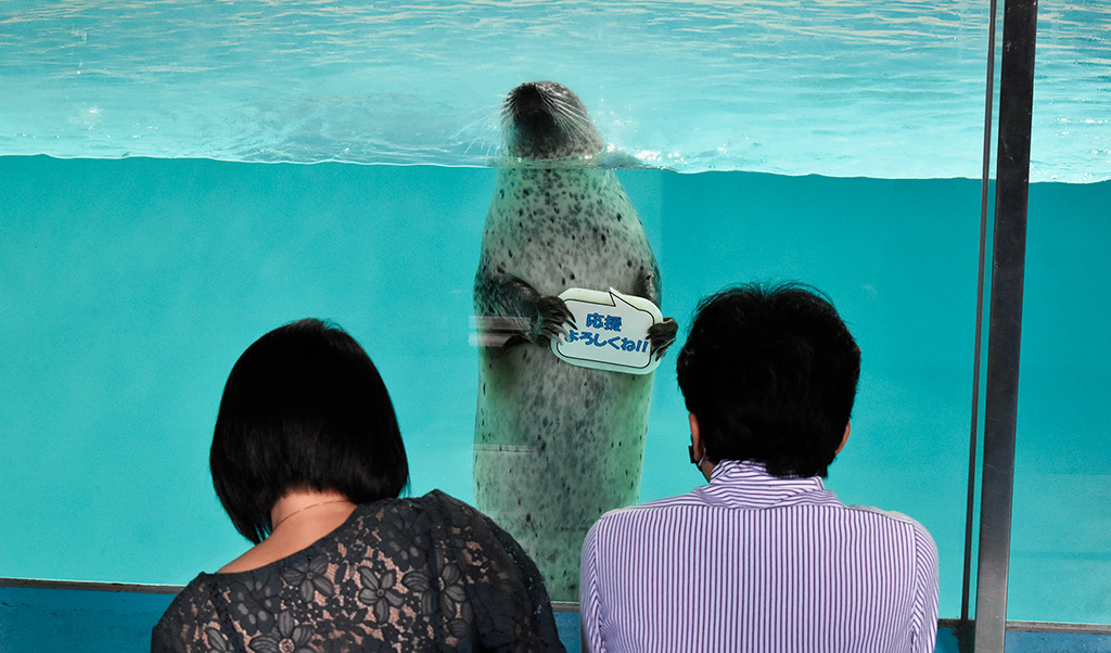 “応援よろしくね!!”のボードを見せるゴマフアザラシ/下田海中水族館（静岡県/下田市）