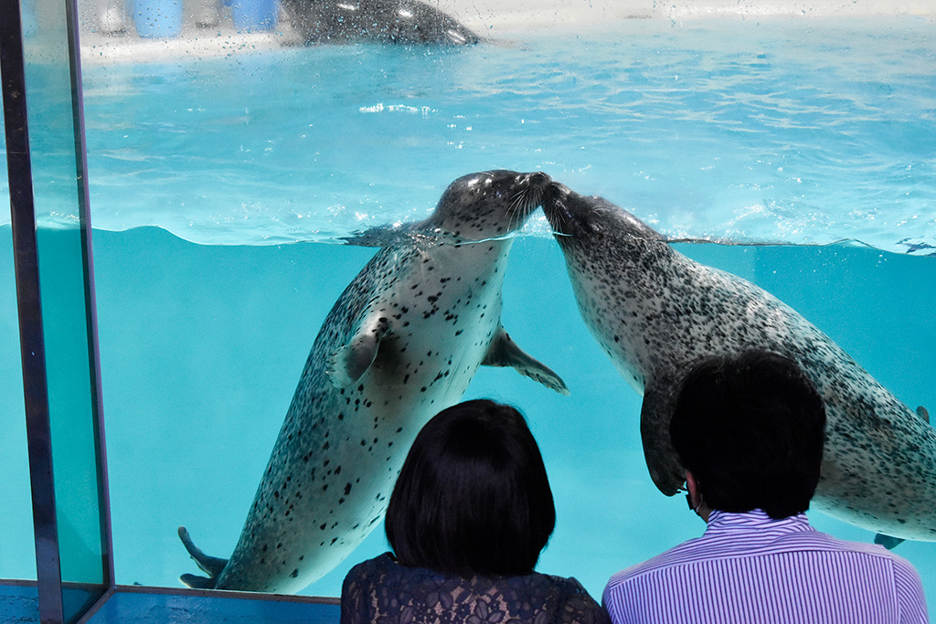 ゴマフアザラシがキスをする様子/下田海中水族館（静岡県/下田市）
