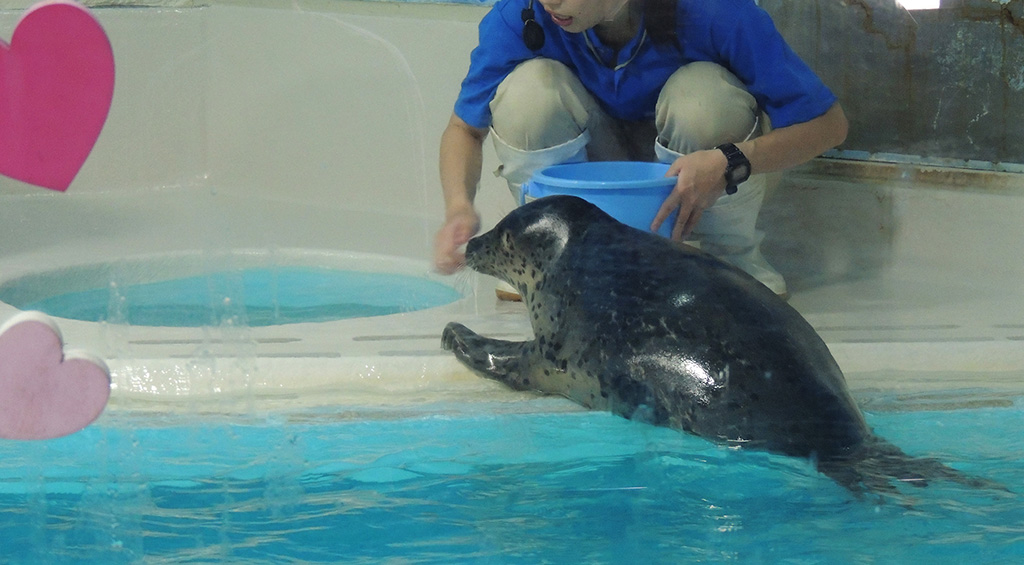ゴマフアザラシの“カブト”/下田海中水族館（静岡県/下田市）