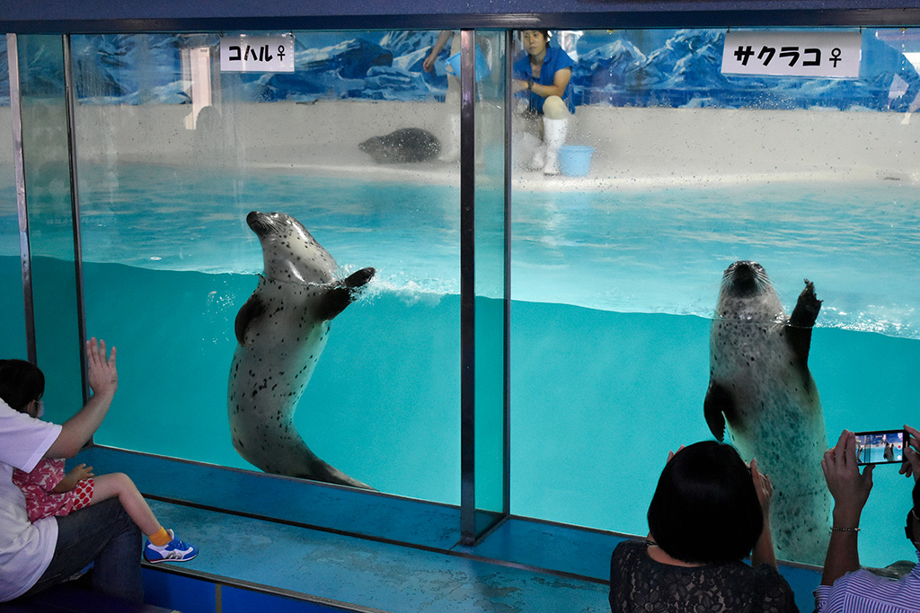 バイバイポーズをするゴマフアザラシ/下田海中水族館（静岡県/下田市）