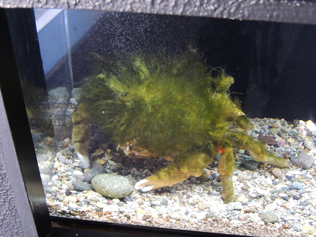 オオカイカムリ/下田海中水族館（静岡県/下田市）